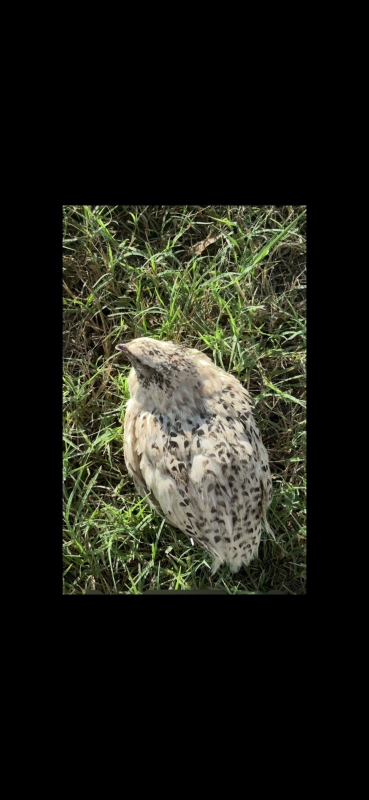 18+ Assorted Rare/Celadon Blue Mix Coturnix Quail Hatching Eggs