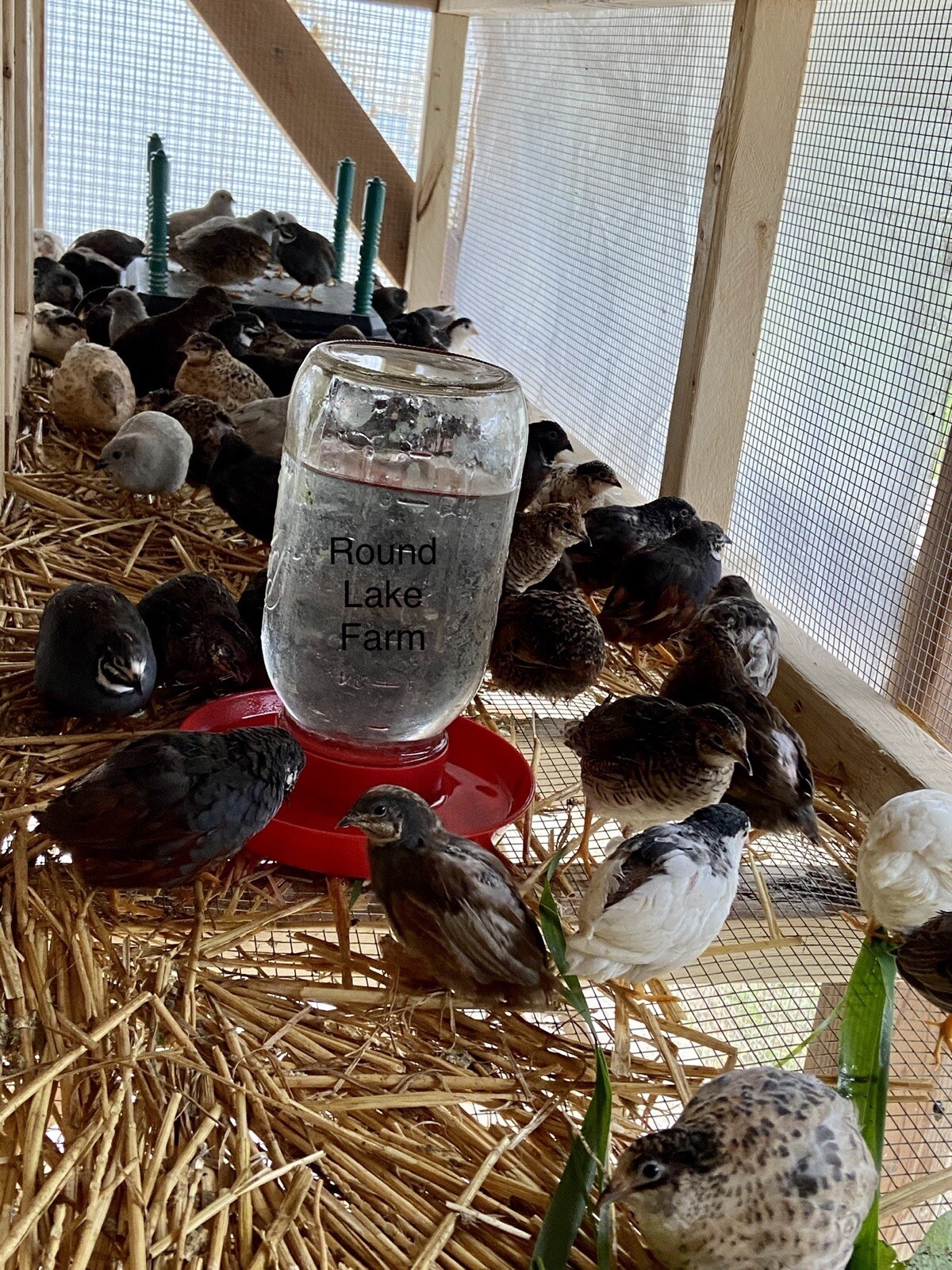 Button Quail Hatching Eggs - 24 - Variety of Colors - Shipped in Foam