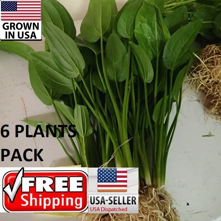 6 Large Radican Sword plants Easy Aquarium aquascaping planted tank low light