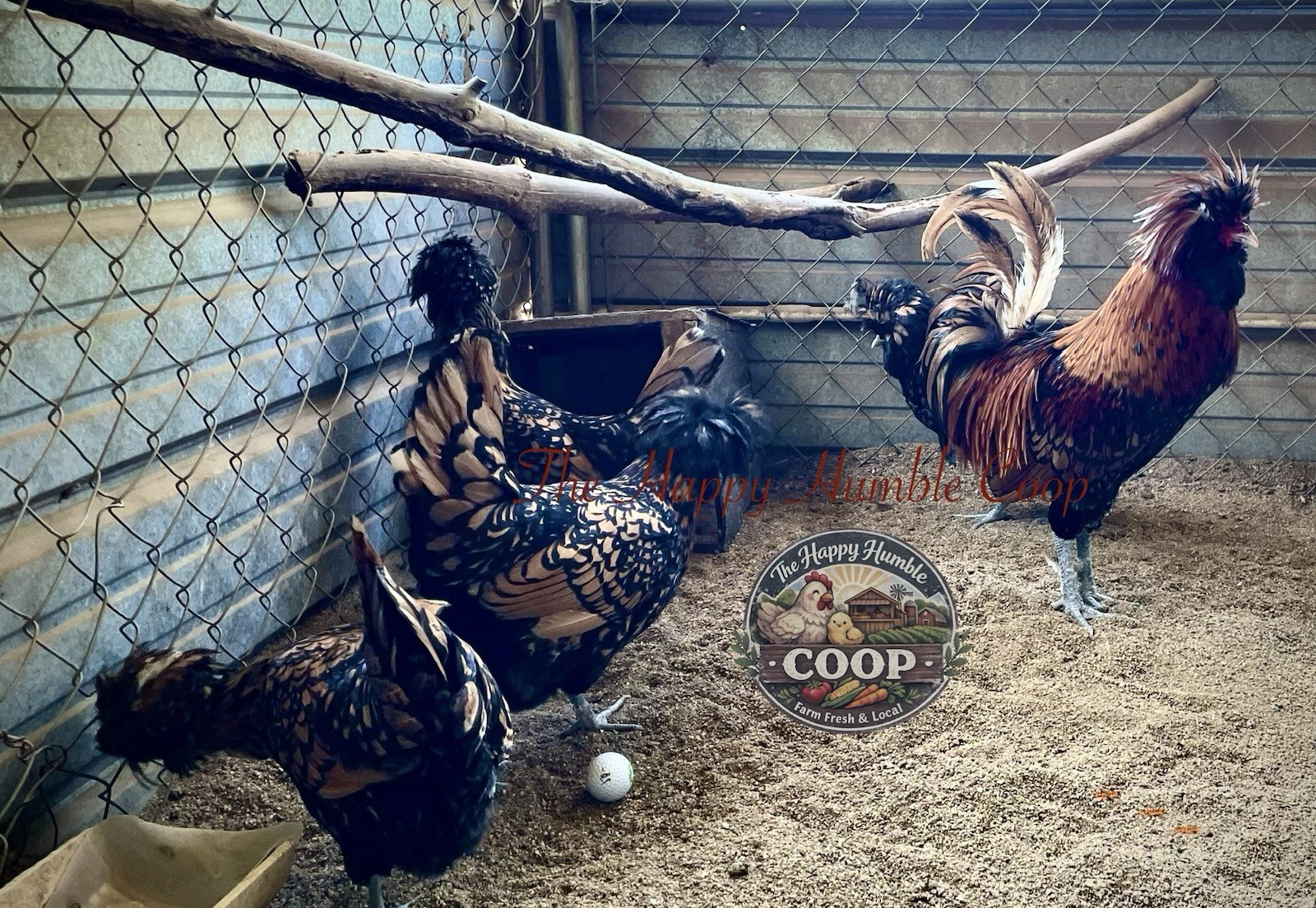 Polish Chicken Hatching Eggs