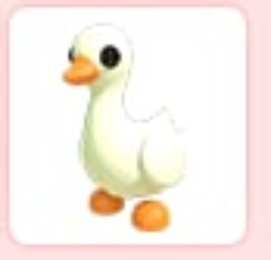 Goose | NFR | Adopt Now