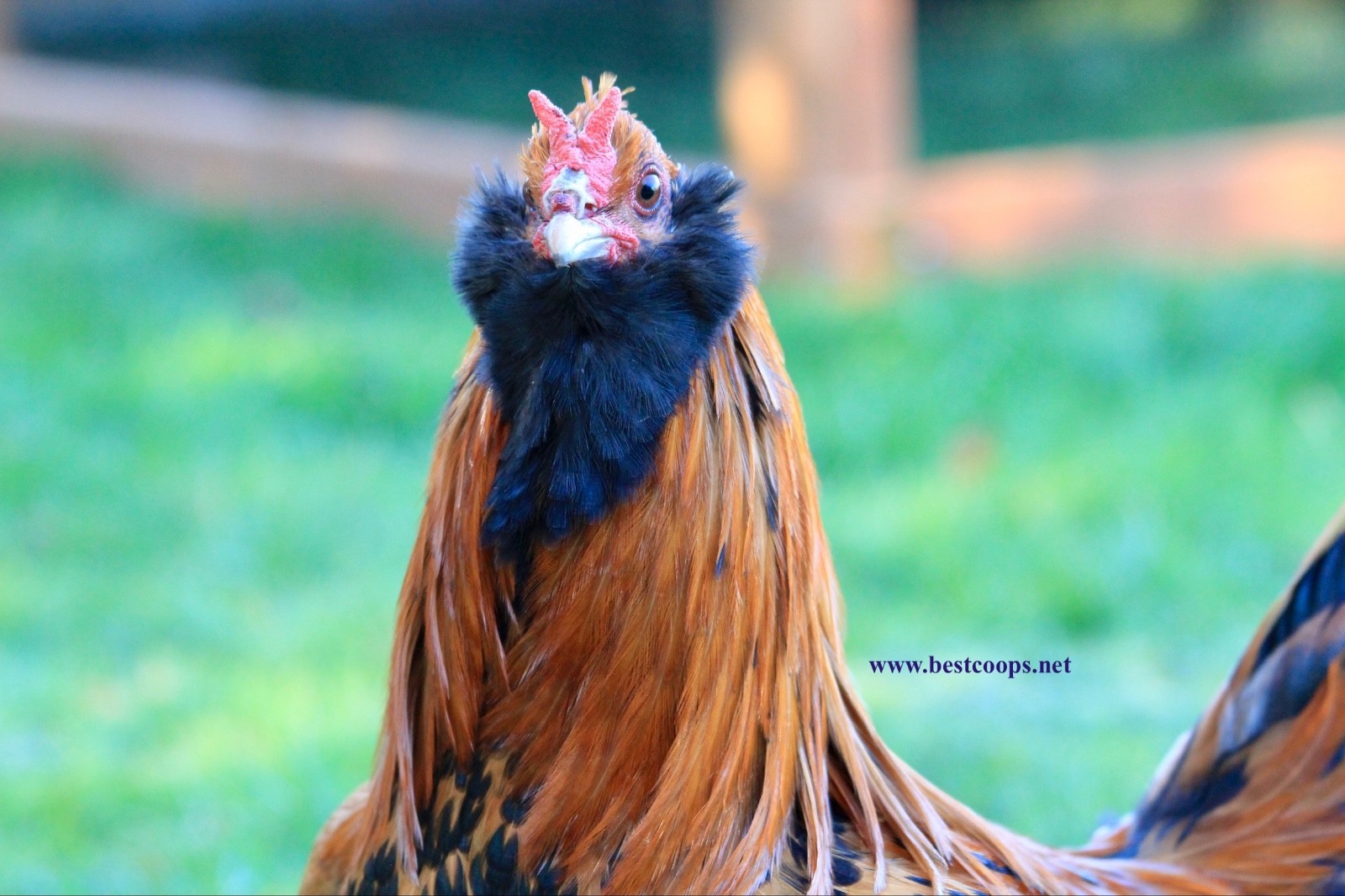 6+ Gold Owlbeard Fertile Chicken Hatching Eggs
