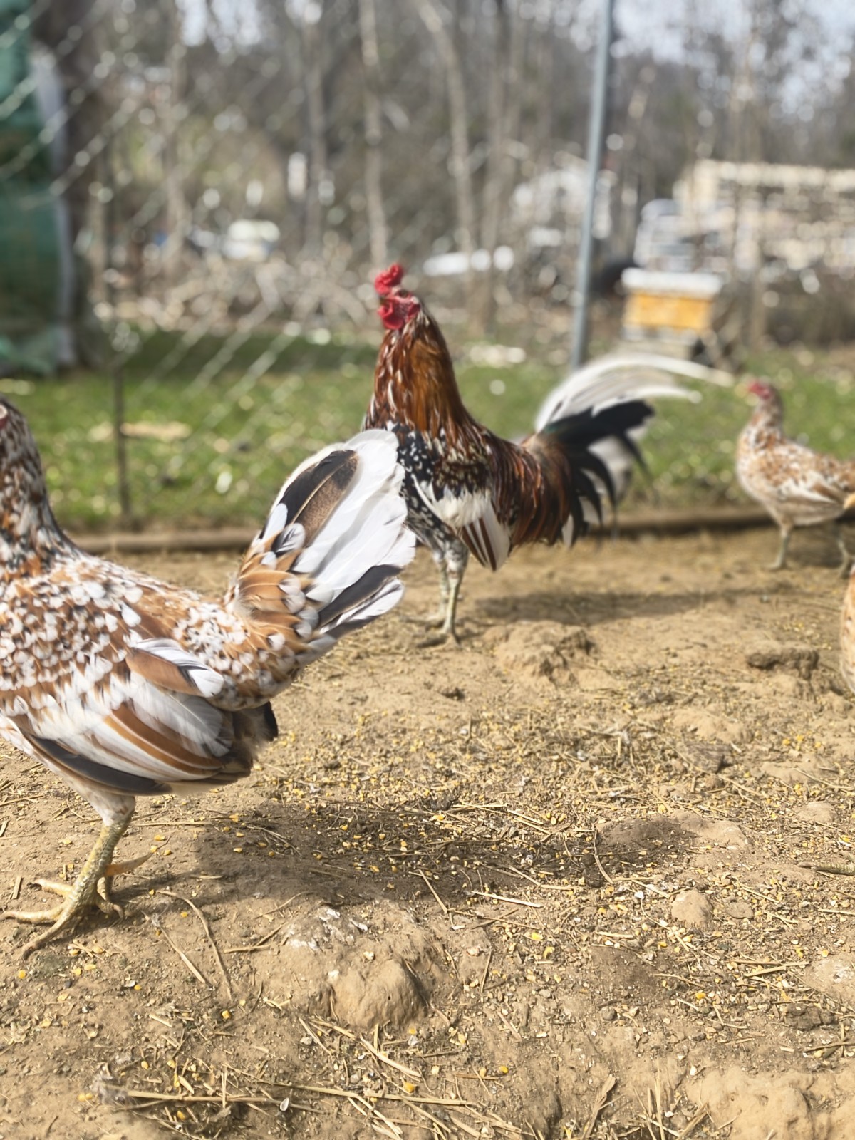 18 Spangled Pure Hatching Eggs