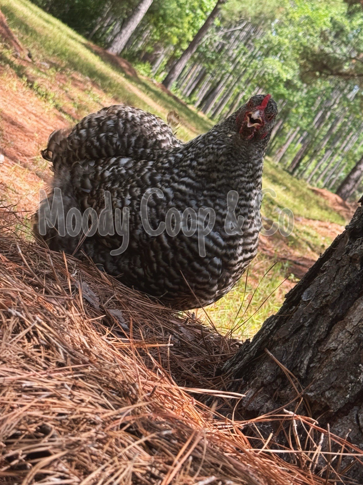6+ Fertile Large Fowl Barred Cochin Hatching Eggs 🐣