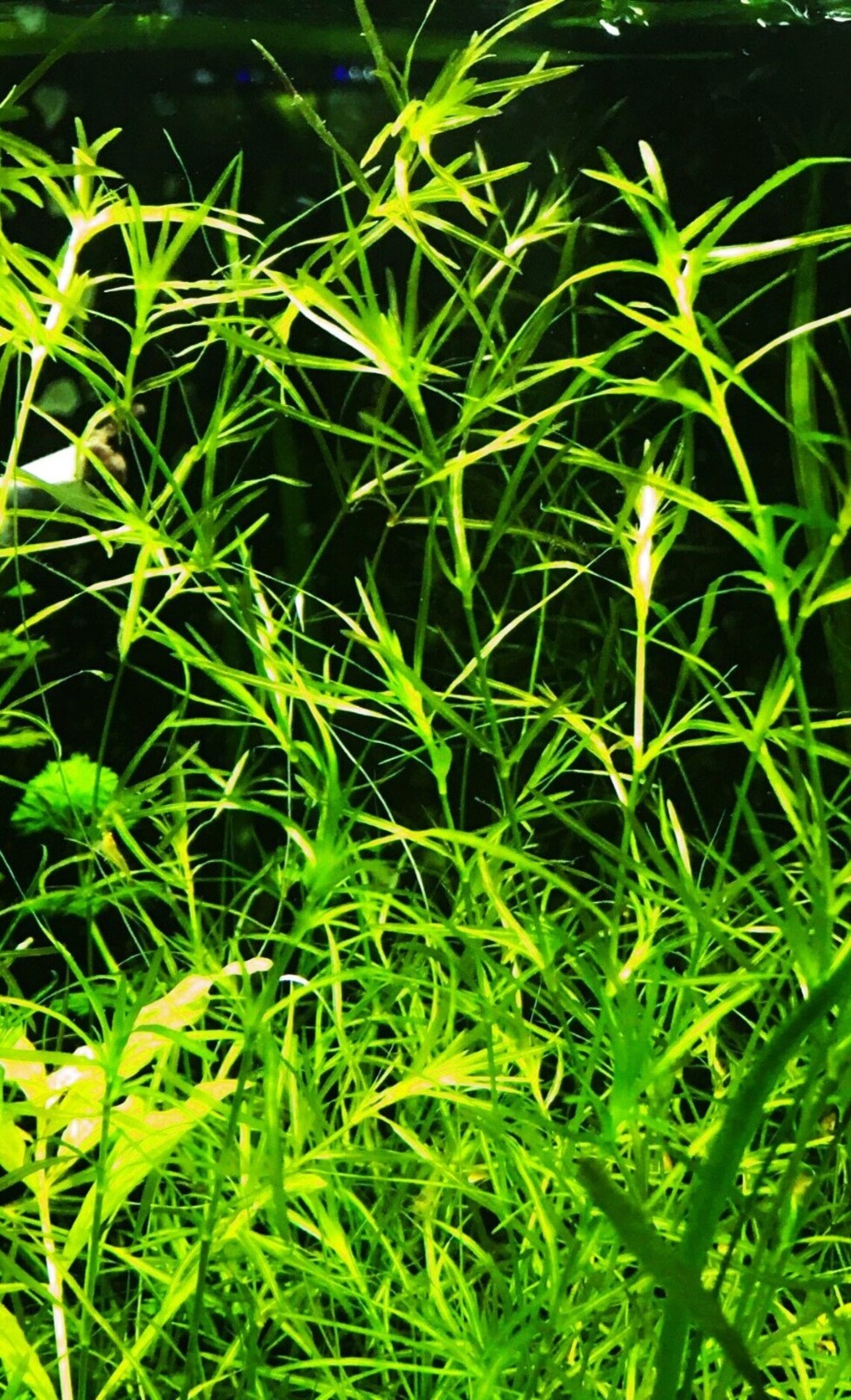 BUY 2 GET 1 FREE Guppy Grass Najas Guadalupens Aquarium Plants A