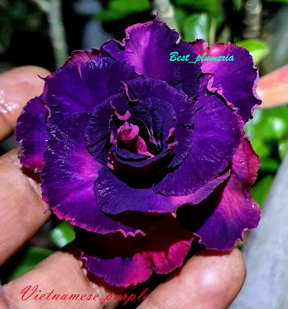 NEW! Adenium Obesum Desert Rose "Vietnamese Purple " 200 seeds very fresh&viable