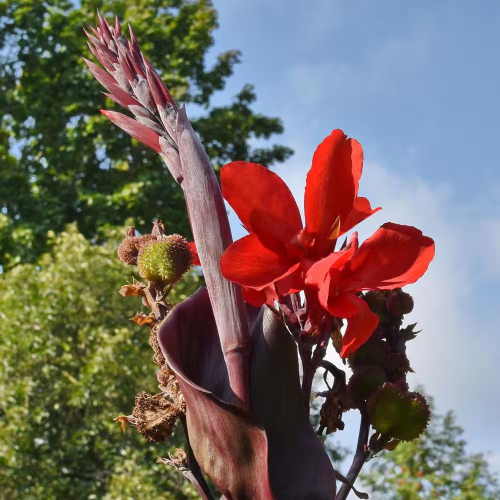 Cannas Giant Black Knight Bulbs (Set of 6)