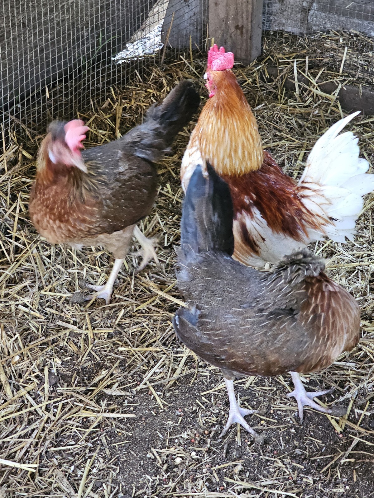 12 Old English Bantams