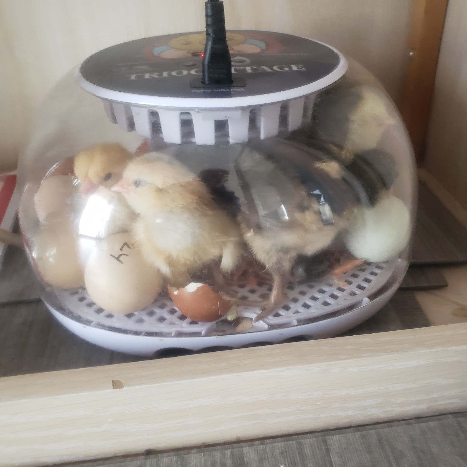 12 Rainbow Chicken Hatching Eggs Free Ranch Happy Chicken
