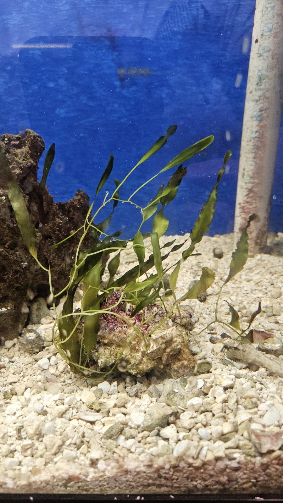 Live Saltwater Macro Algae: Seagrass Caulerpa On Rock WYSIWYG