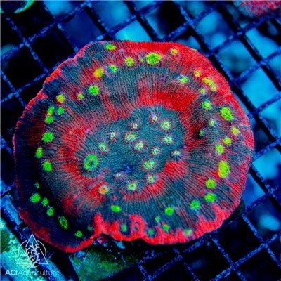 ACI Cultured Crazy Eye Chalice (3/4" - 1") - SAQ Coral Farm