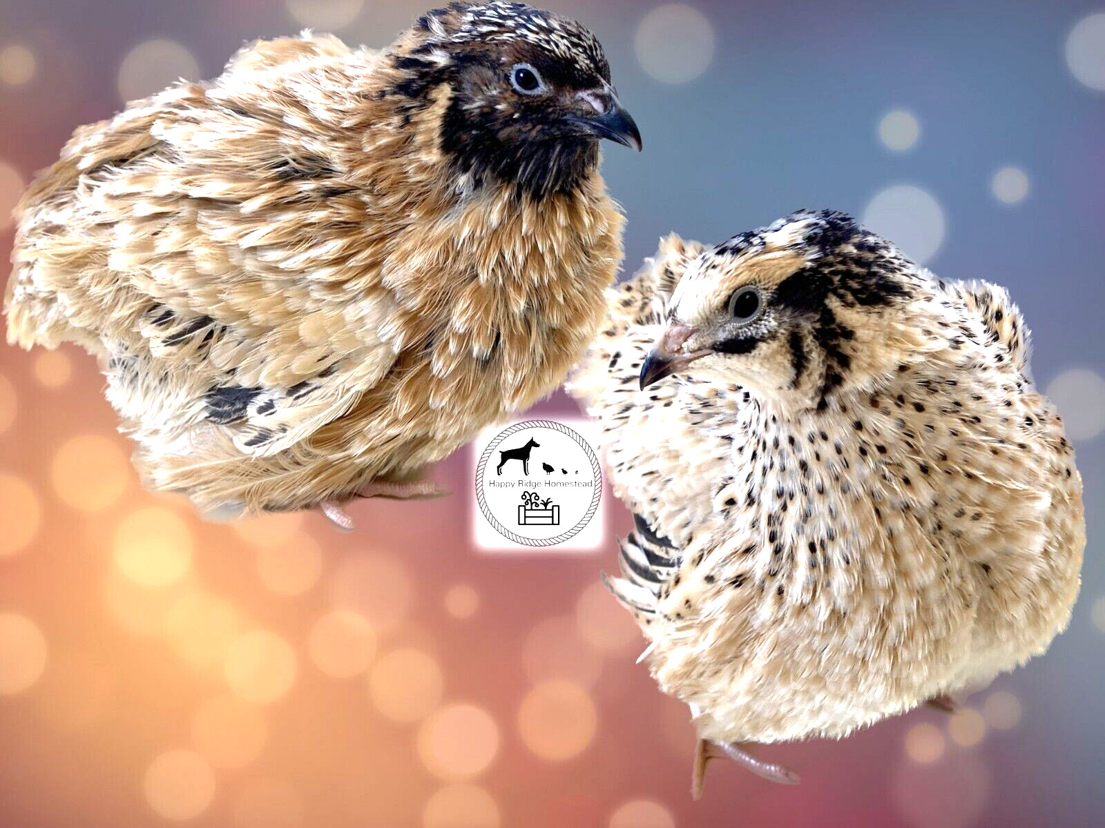 20-Jumbo Fawn (Italian/Manchurian) Coturnix Quail Hatching Eggs-UPS 2nd Day Air