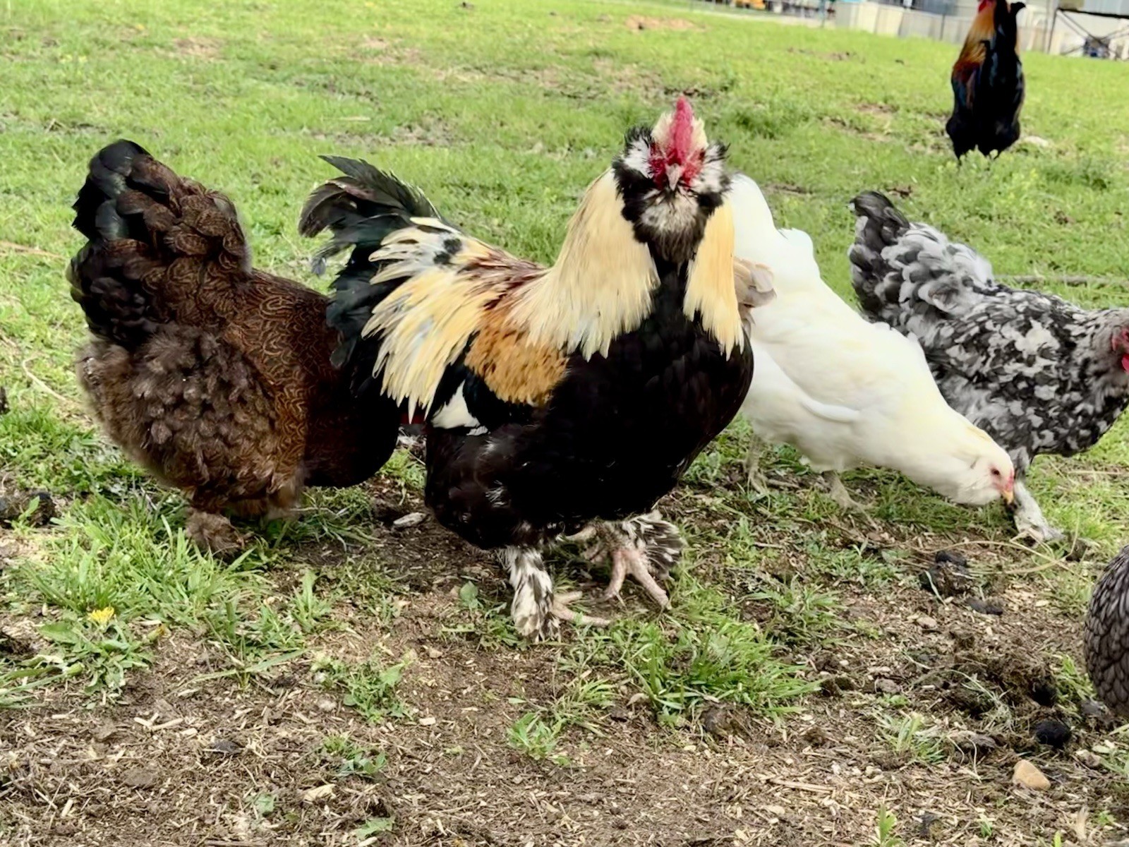 12+ Chicken Hatching Eggs Ameraucana, Easter/Olive Egger, Faverolles, Marans