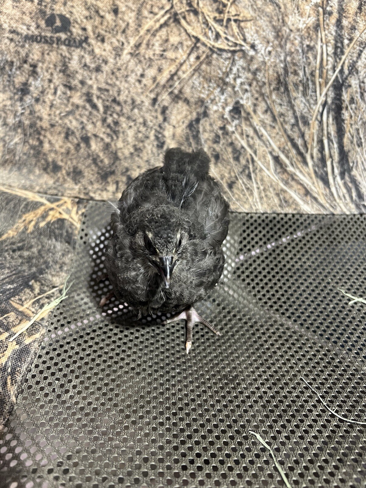 24 All Black Coturnix Quail Hatching Eggs NPIP Healthy