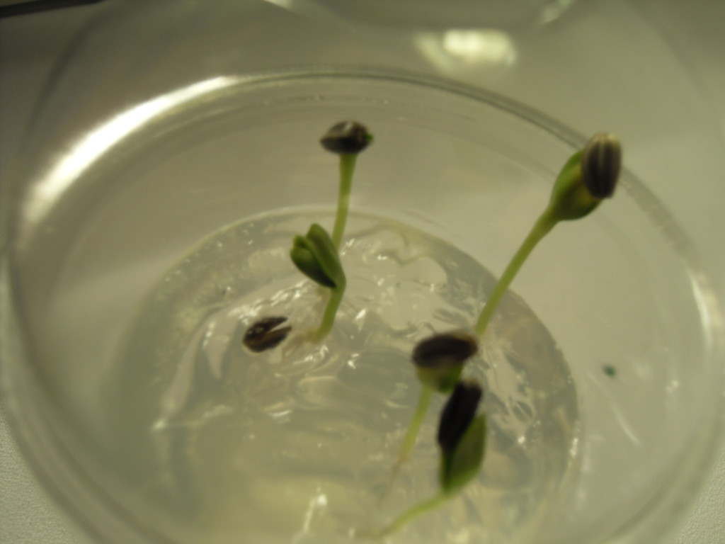 EASY,FUN & PRETTY SEED GERMINATION ON CLEAR GEL 32 oz