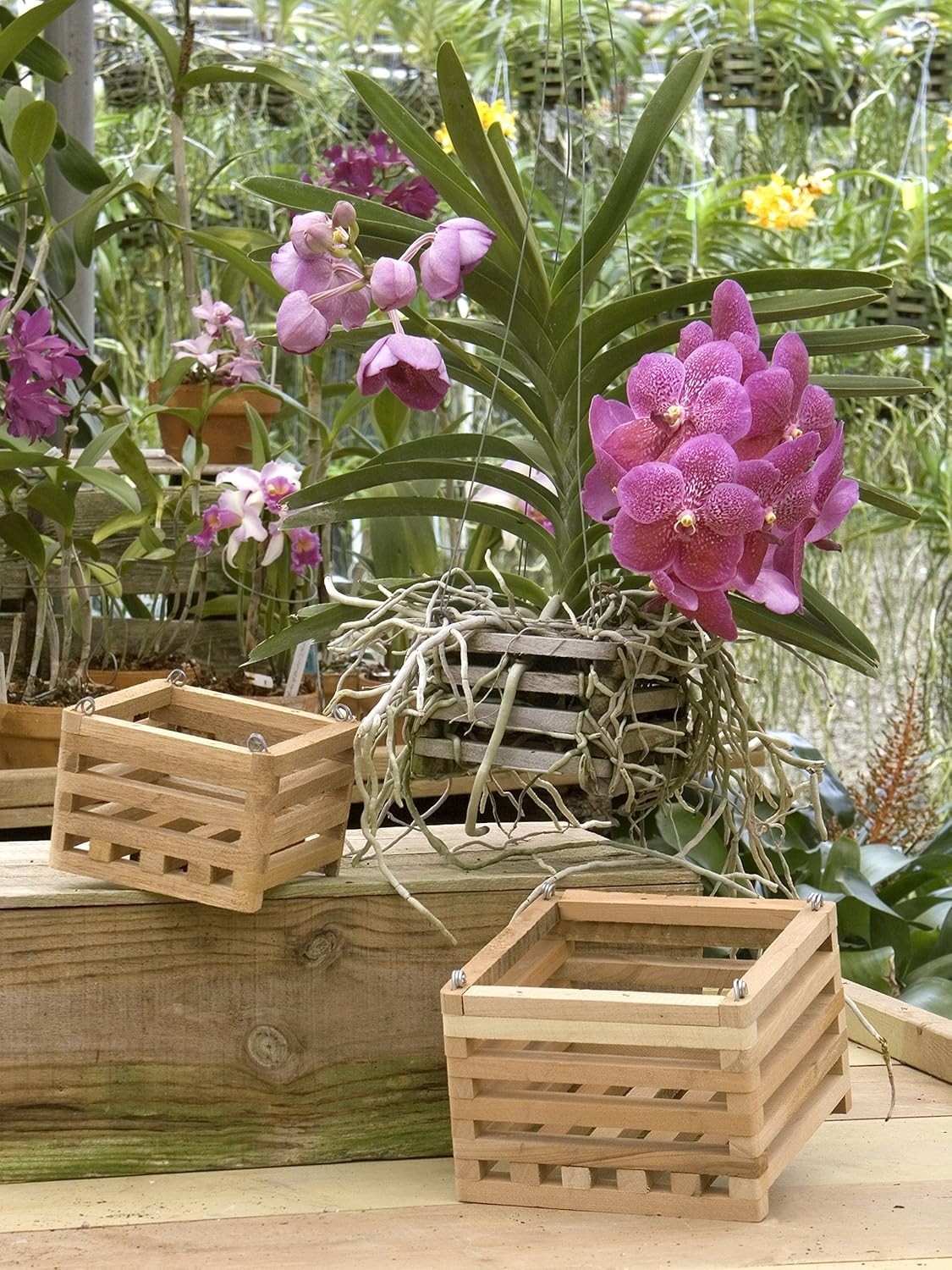 Cedar Slat Vanda Basket - 6 inch Square