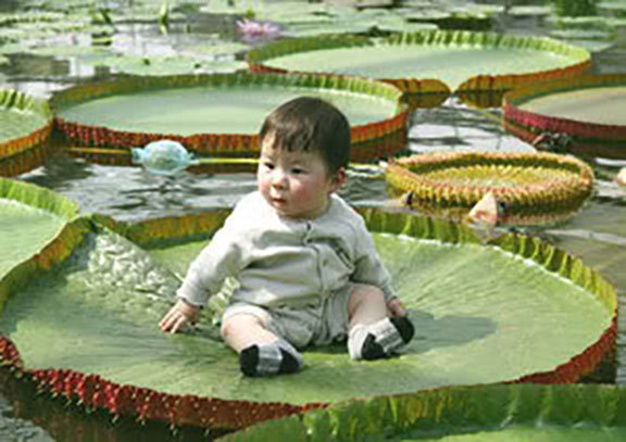 WOW ! Victoria Amazonica/Giant Water Lily/Lotus/ 150 seeds!