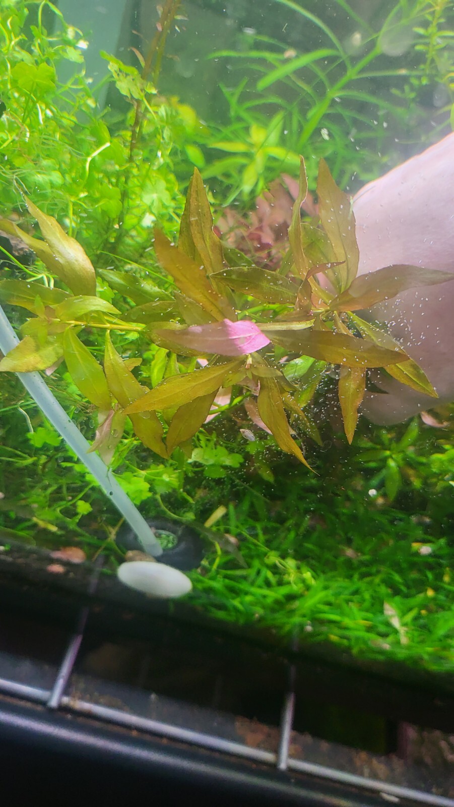 *New*Aquatic Plant Pack (Low Tech)