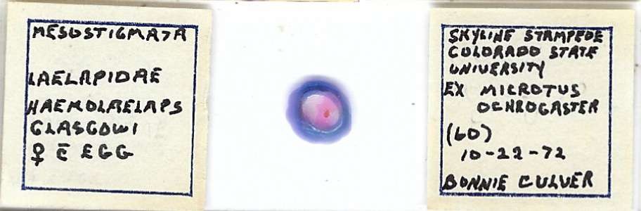 Mite Haemolaelaps glasgowi Female w.m. from Prairie Vole Microscope Slide