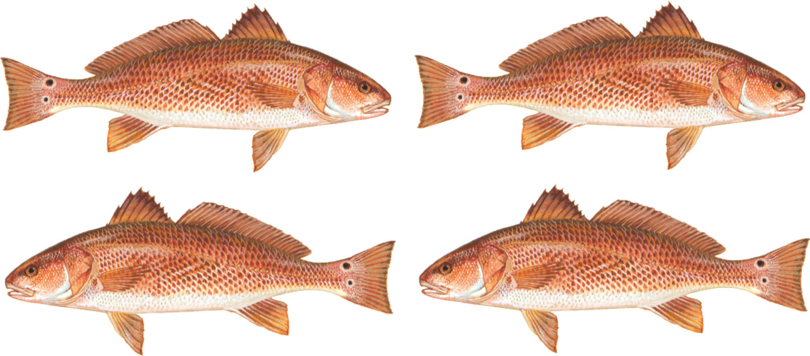 4  REDFISH  stickerS 6"  Cad Cut FREE SHIPPING