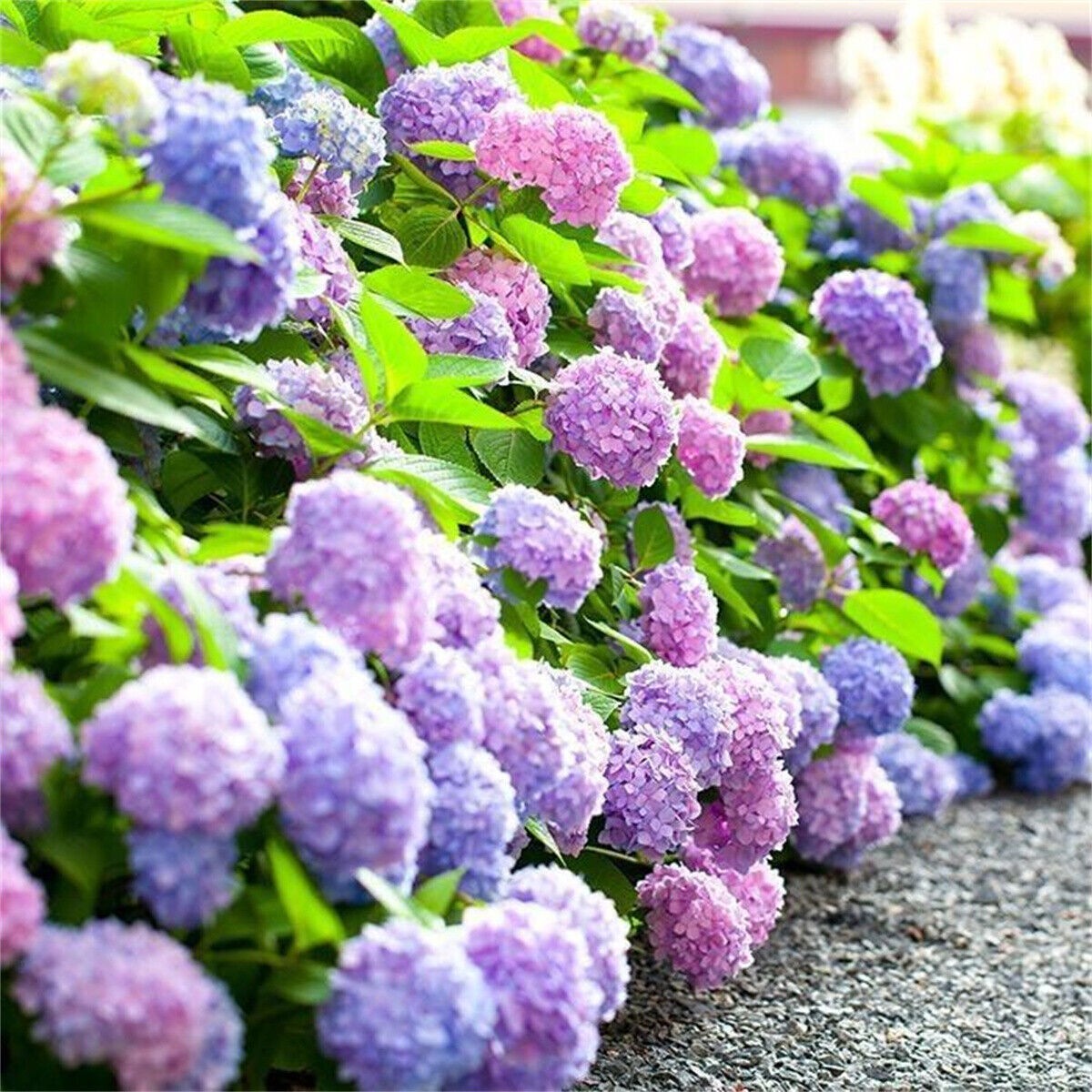50 Hydrangea Mix / Long Lasting Perennial Flower Seeds !