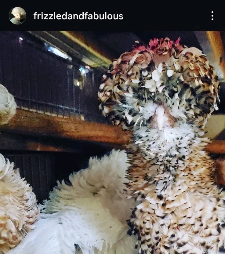 18+polish frizzle hatching eggs Npip Cert