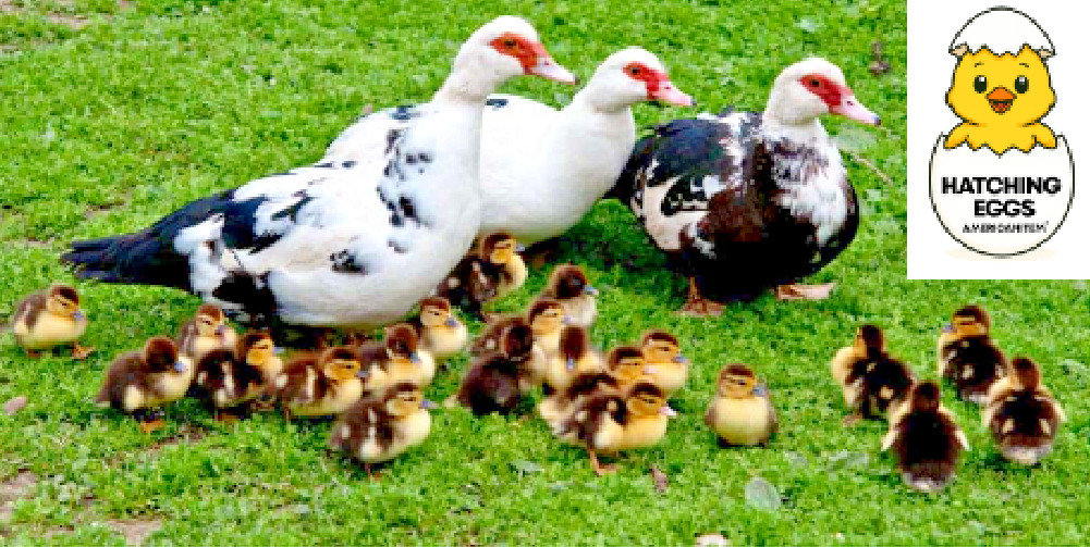 1 MUSCOVY DUCK FERTILE HATCHING EGGS FRESH SPEEDY USPS QUICK PRIORITY DELIVERY