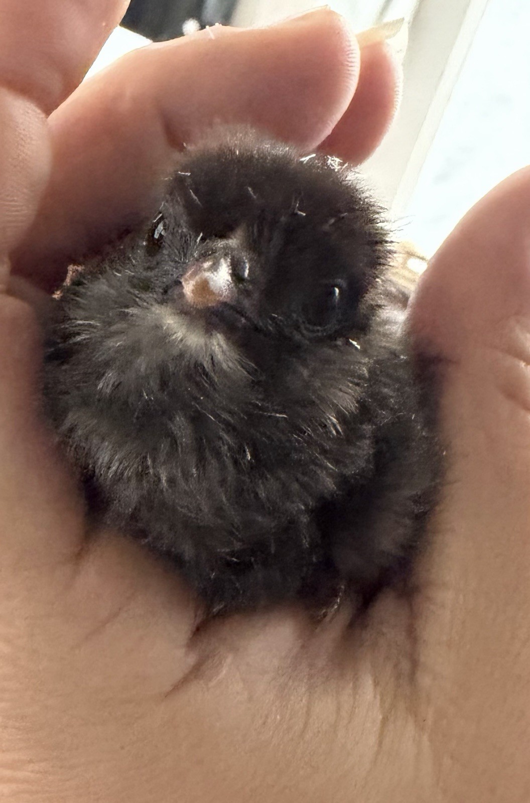 12 Ameraucana / Easter Egger Mixed Hatching Eggs- READ DESCRIPTION