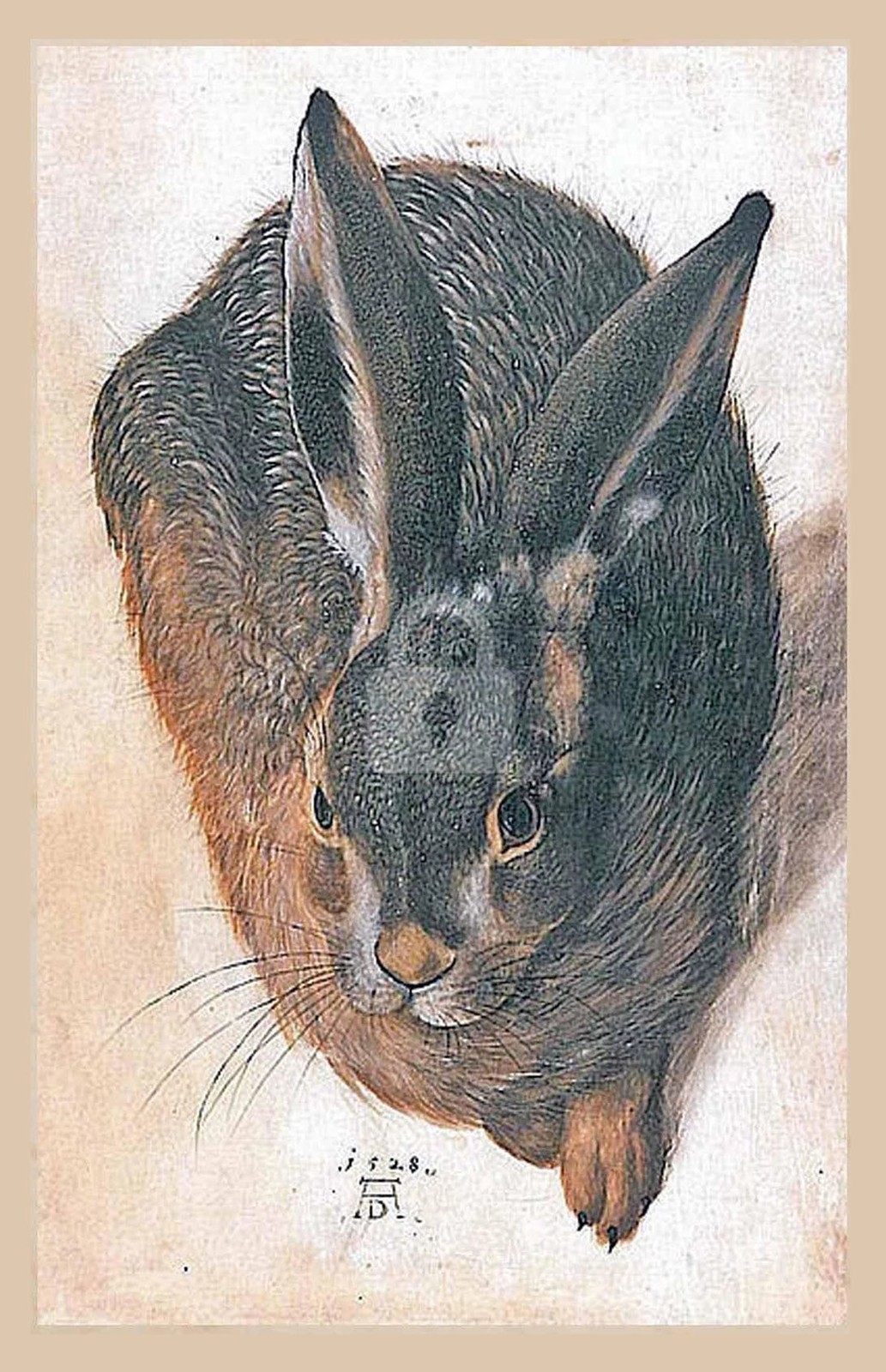 Albrecht Durer, Young Hare (1502) *Art Postcard NEW