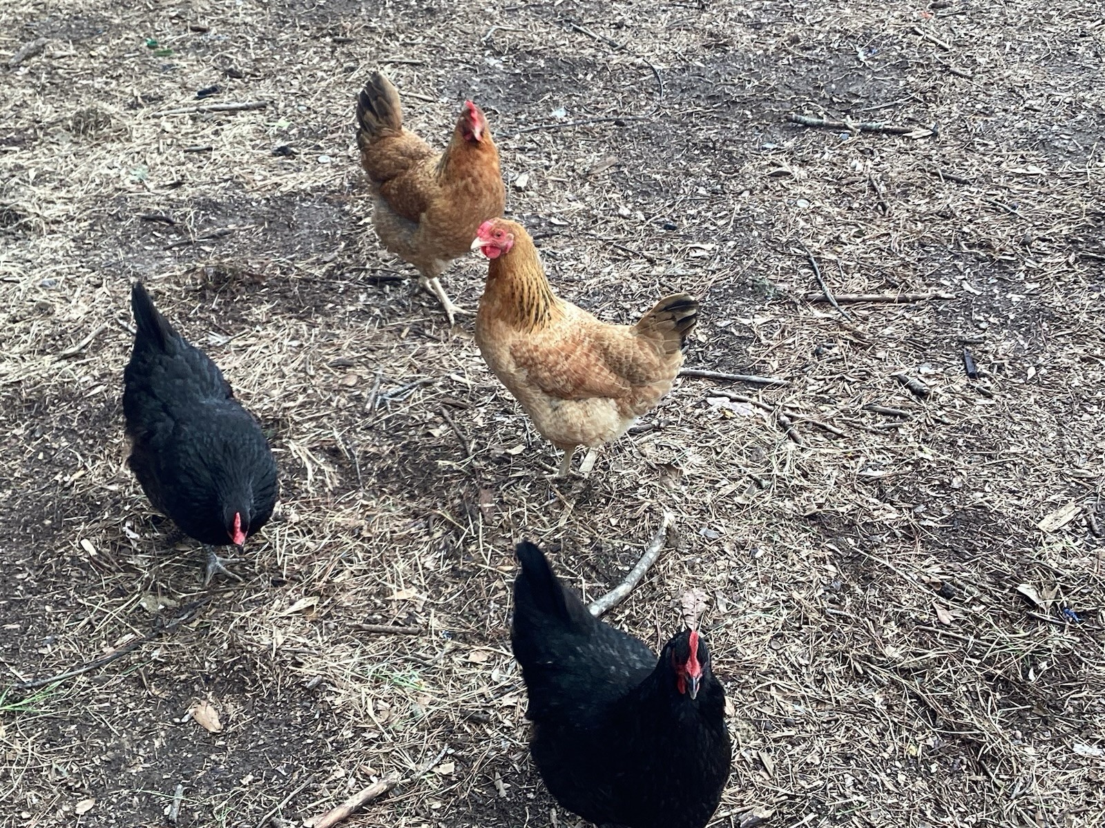 12+1 Backyard Mixed Chicken Hatching Eggs Mixed Breeds
