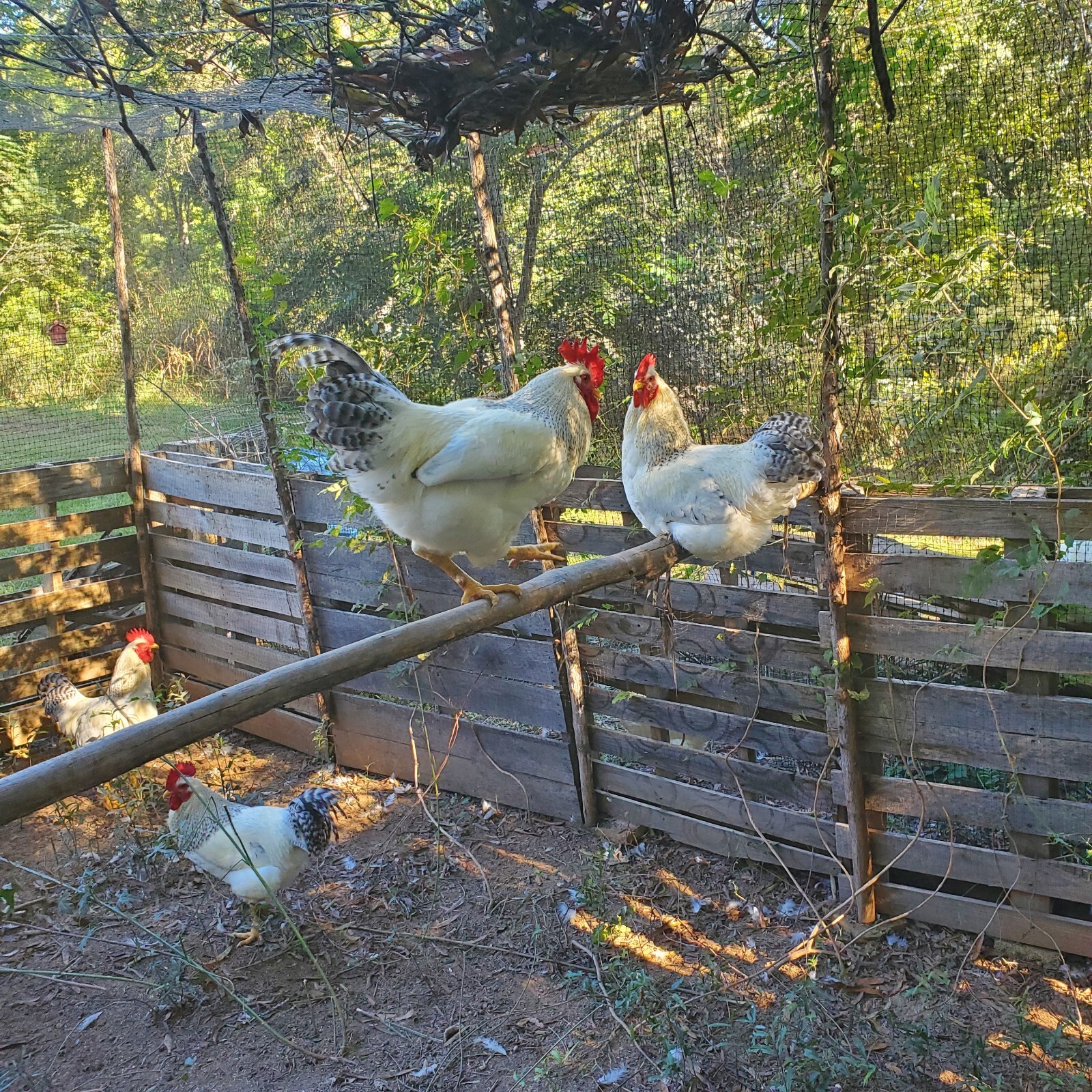 (10)+Fresh Fertile Chicken Hatching Eggs Rare Breed Heritage Delaware