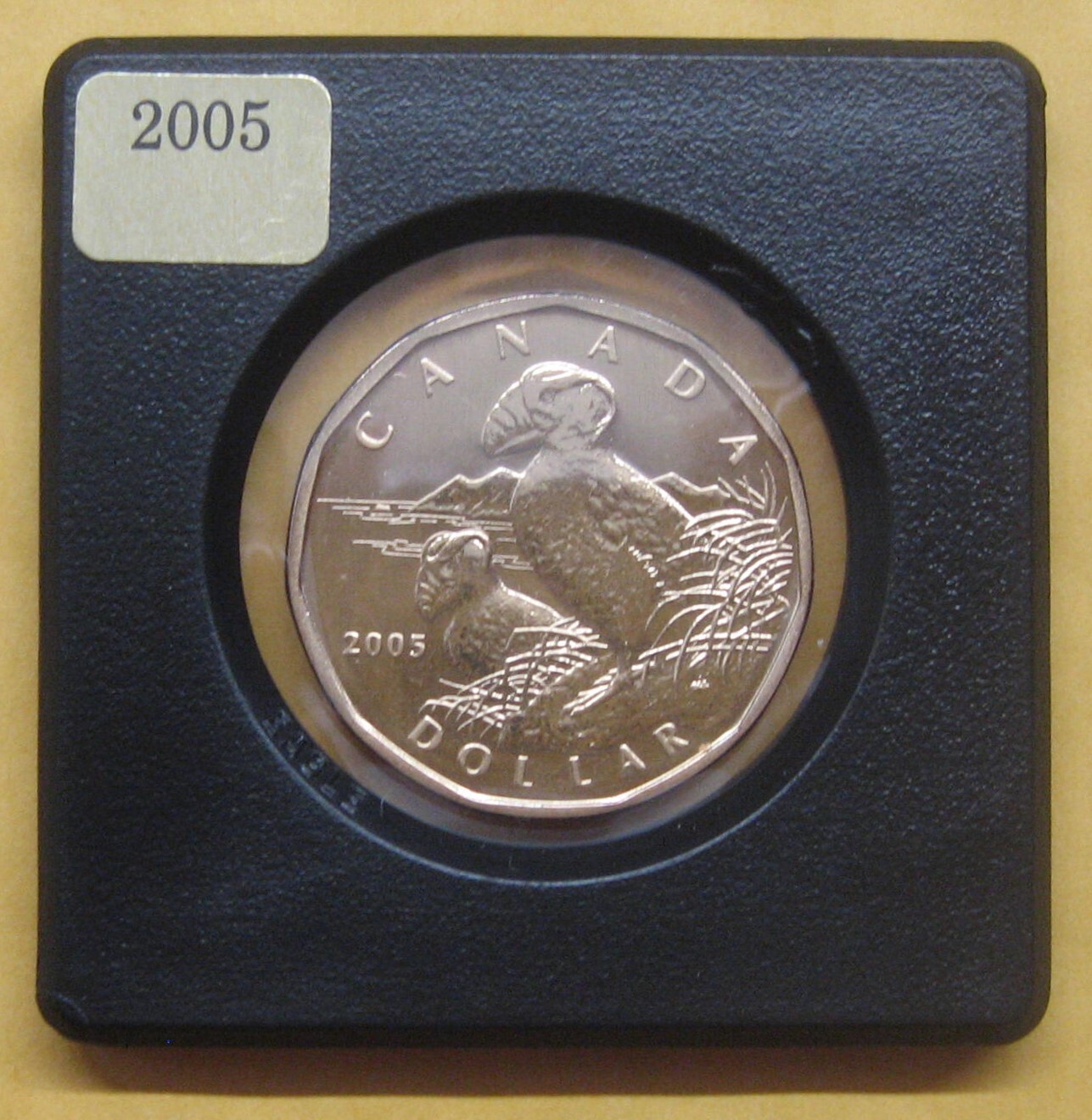 2005 Tufted Puffin Loonie Specimen Take a Look