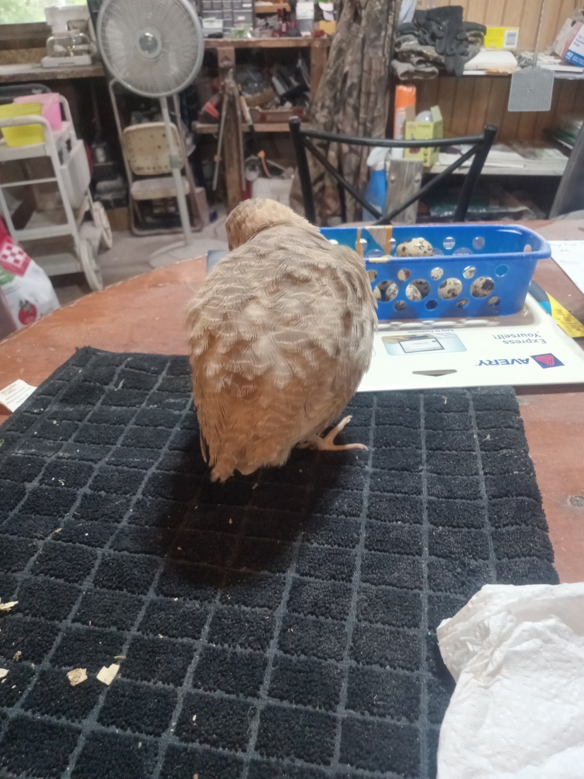 12 Egyptian Gold Coturnix Quail Hatching Eggs.