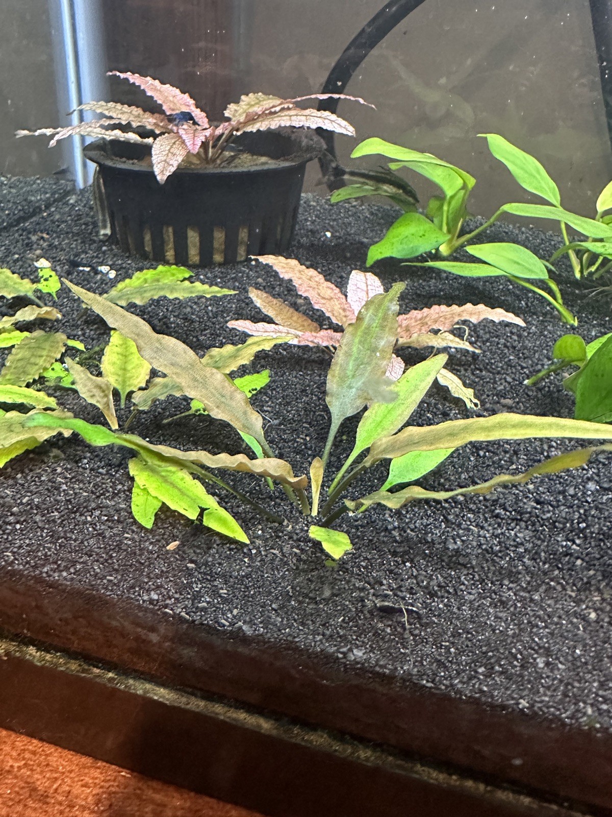 Cryptocoryne Undualata — Freshwater Aquatic Plant + FREE Xmas Moss
