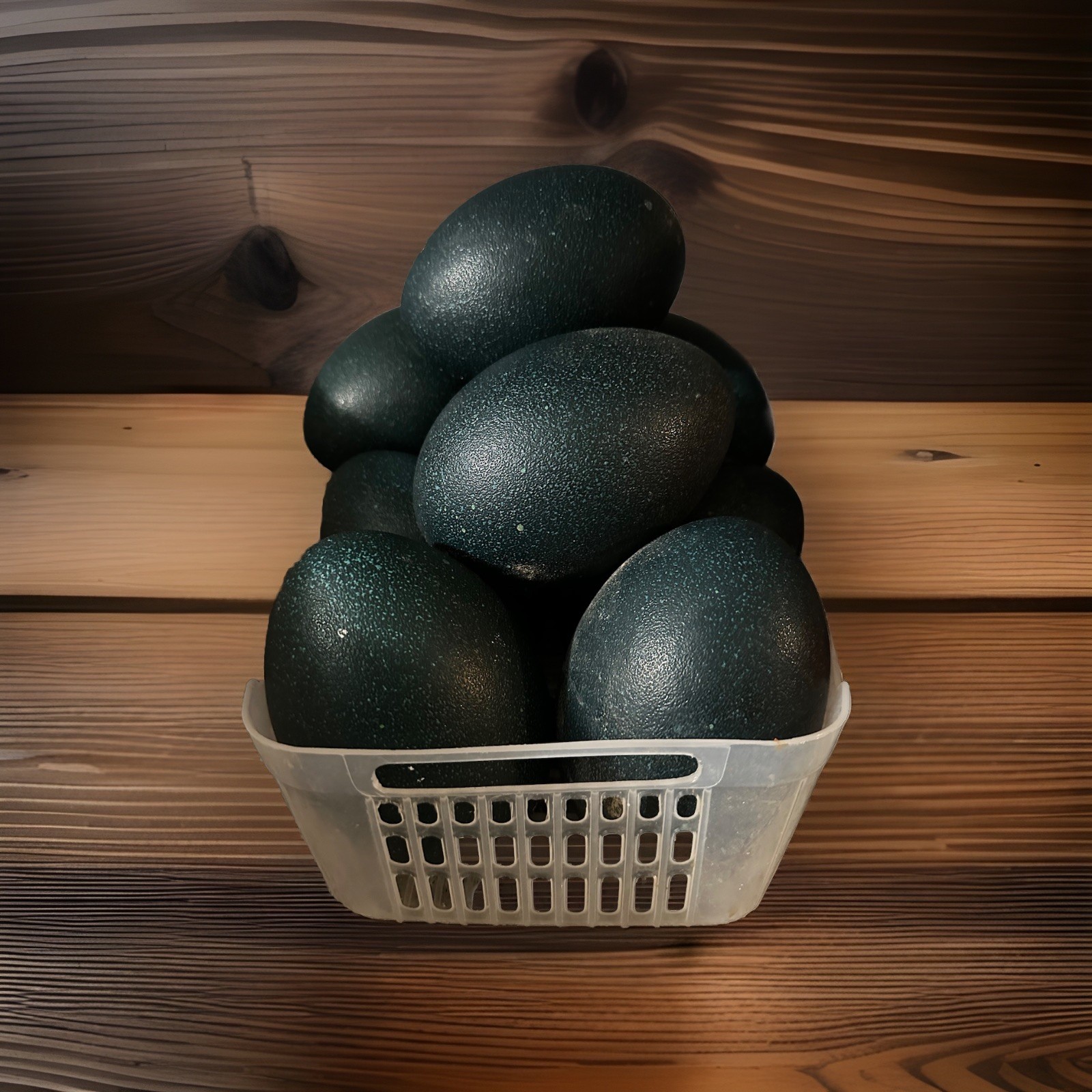 1 NON Fertile Emu Egg For Consumption