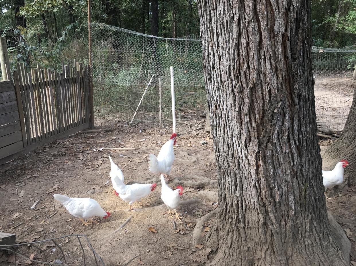 10ct Leghorn Hatching Eggs