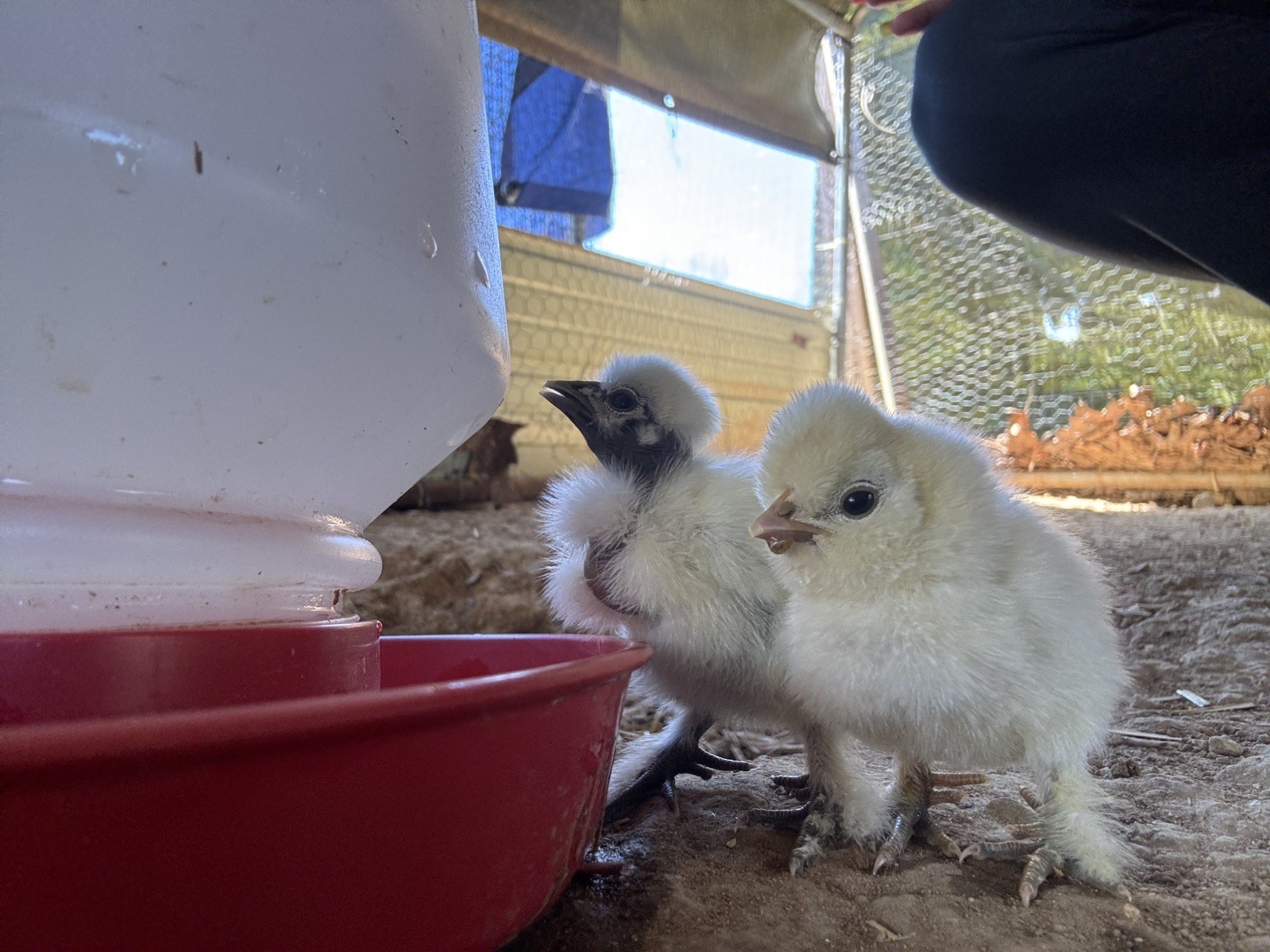 12 Bearded Silkie Hatching Eggs