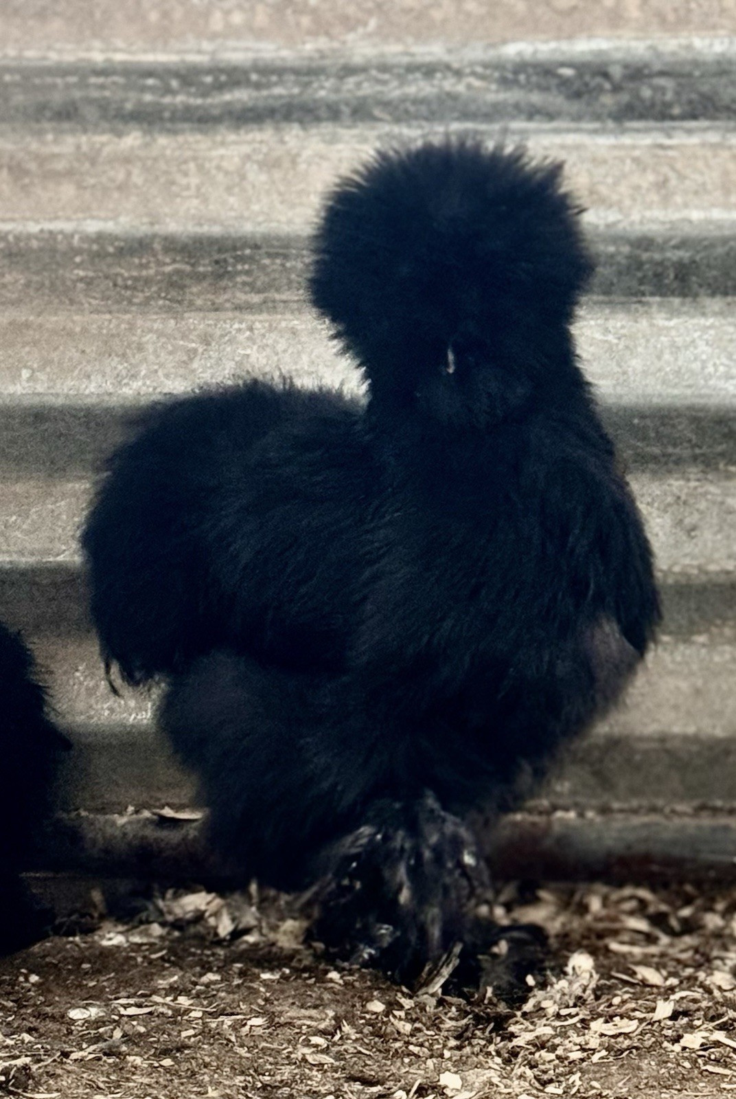 12 Show Quality SILKIE  Chicken Hatching Eggs! Variety Of Colors.
