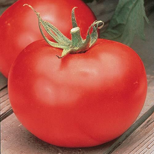 Burpee's Big Boy Tomato Seeds (F1 Hybrid) | Non-GMO | Free Shipping | 1036