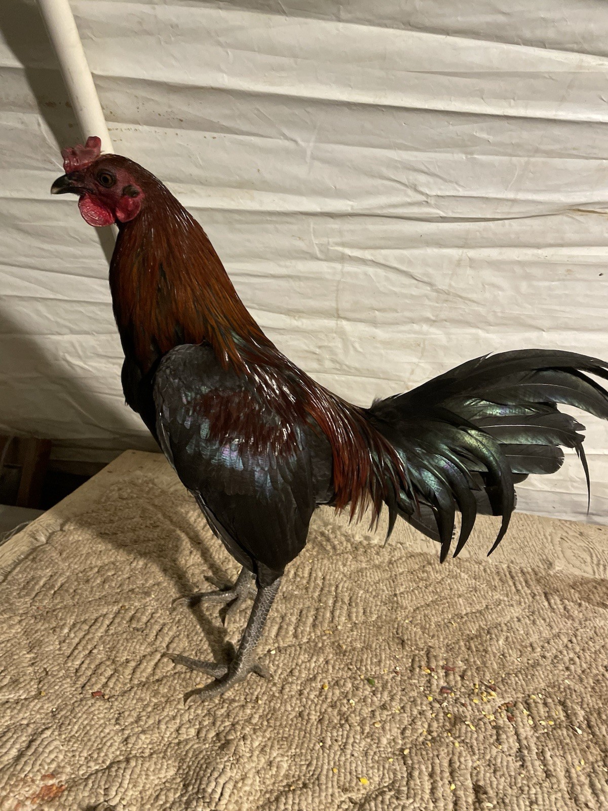 12+ Chicken Hatching Eggs