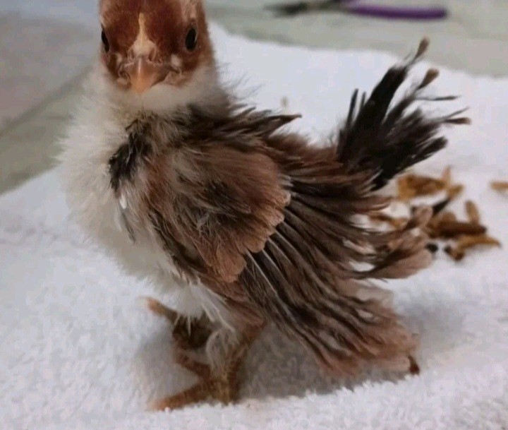 4+AI NPIP Clean Serama Hatching Eggs, Micro, A & B Types / Malay/Trad