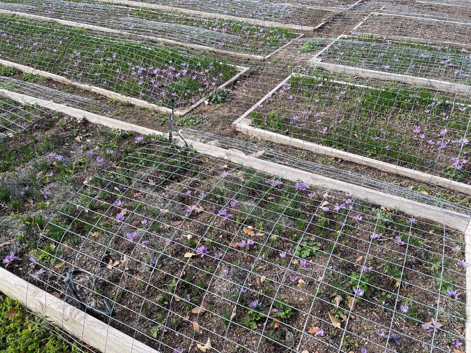10 Saffron Corms