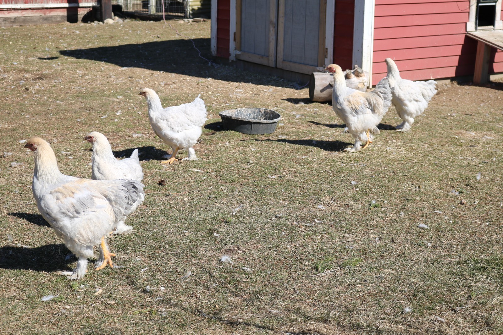 12+ Isabel Large Breed Brahma Hatching Eggs
