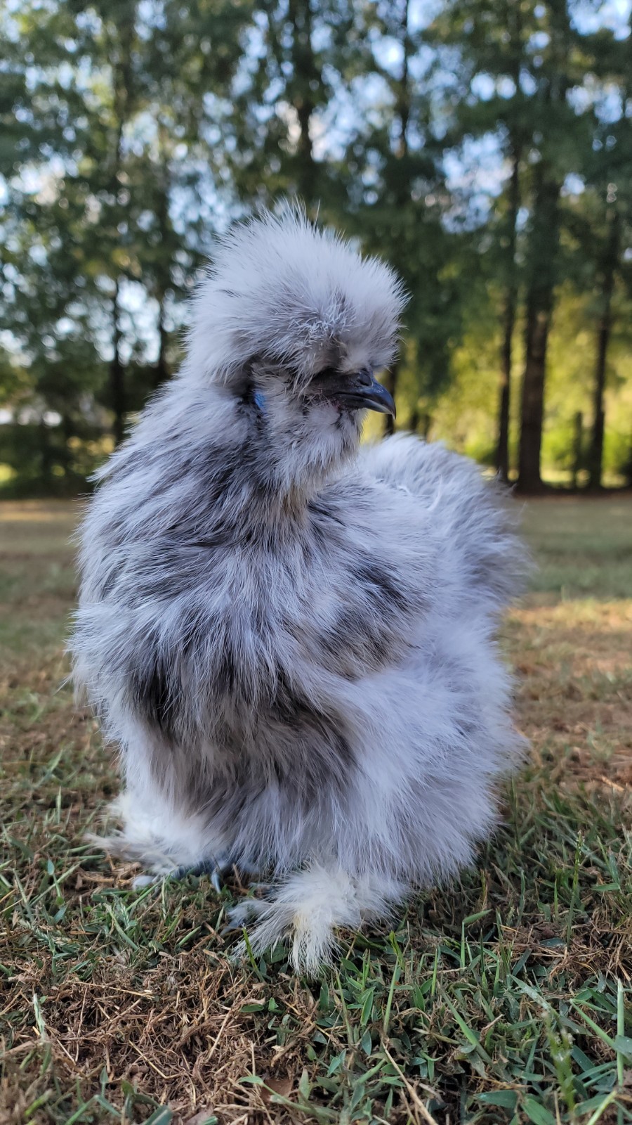 6+ Bearded Silkie Hatching Eggs