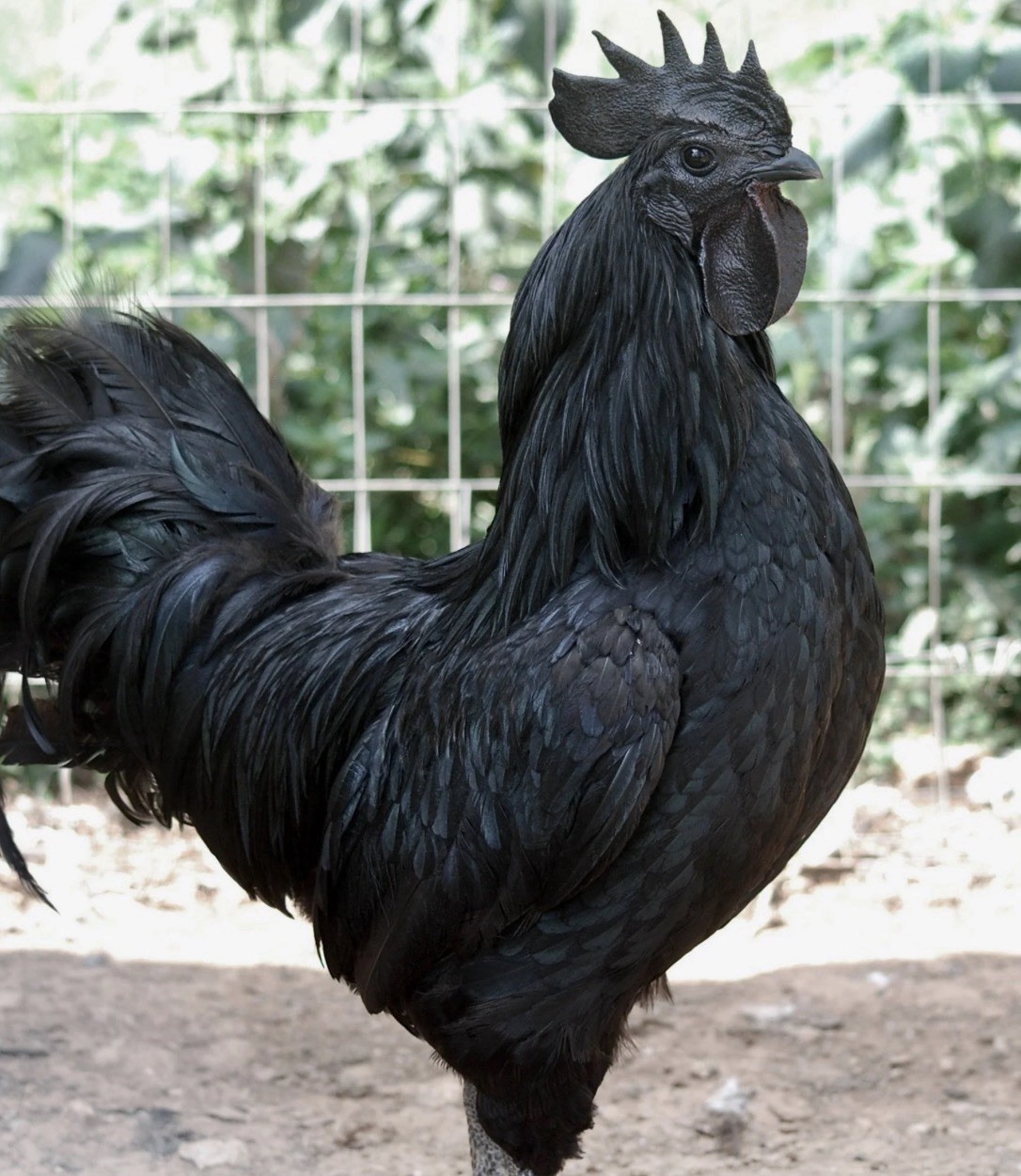 Ayam Cemani, Blue Copper Maran & Black Copper Maran Chicken Breeds Hatching Eggs