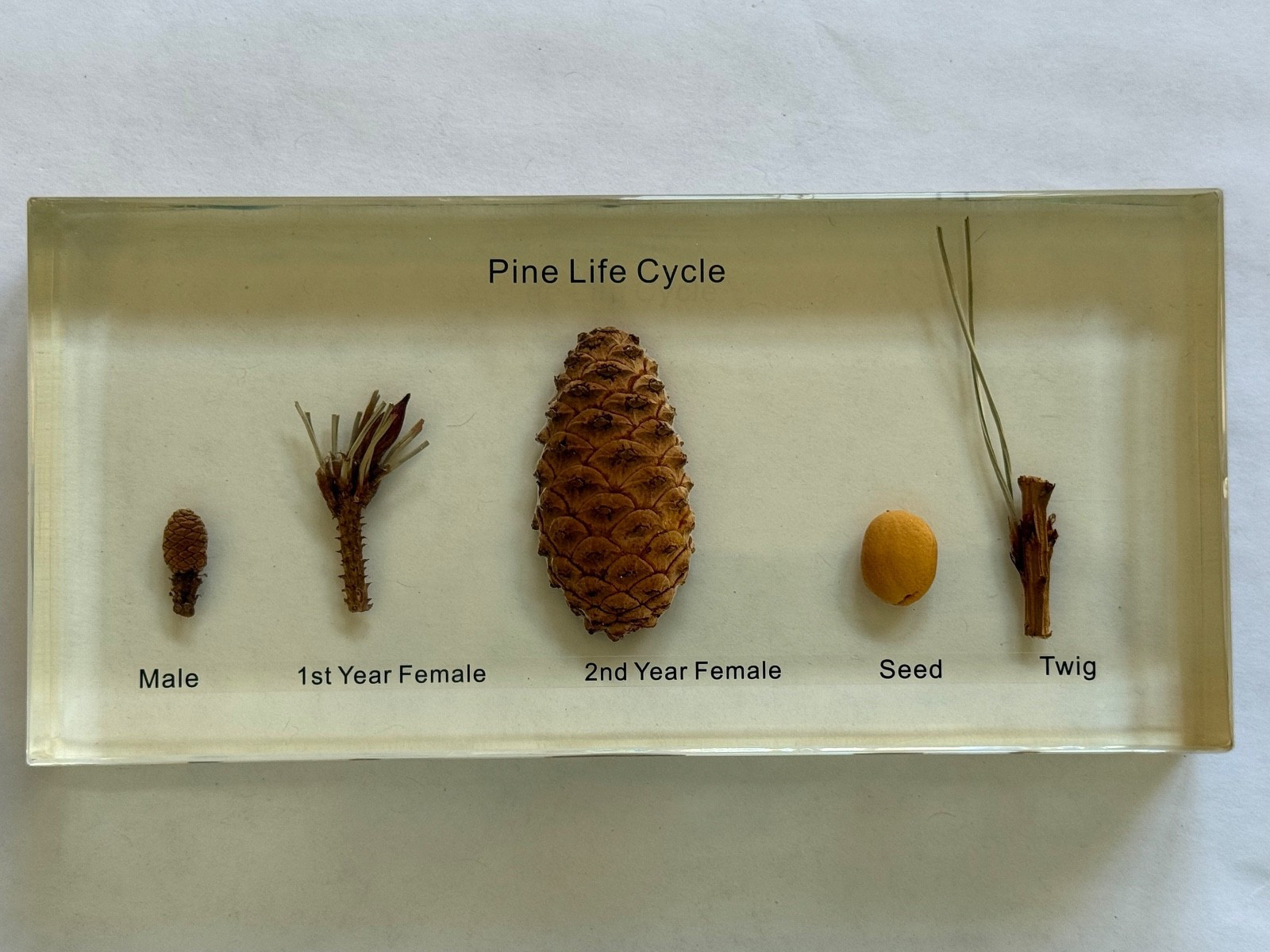 REAL BUG Pine Life Cycle Specimen Resin Block w/ Case & Booklet Plastomount