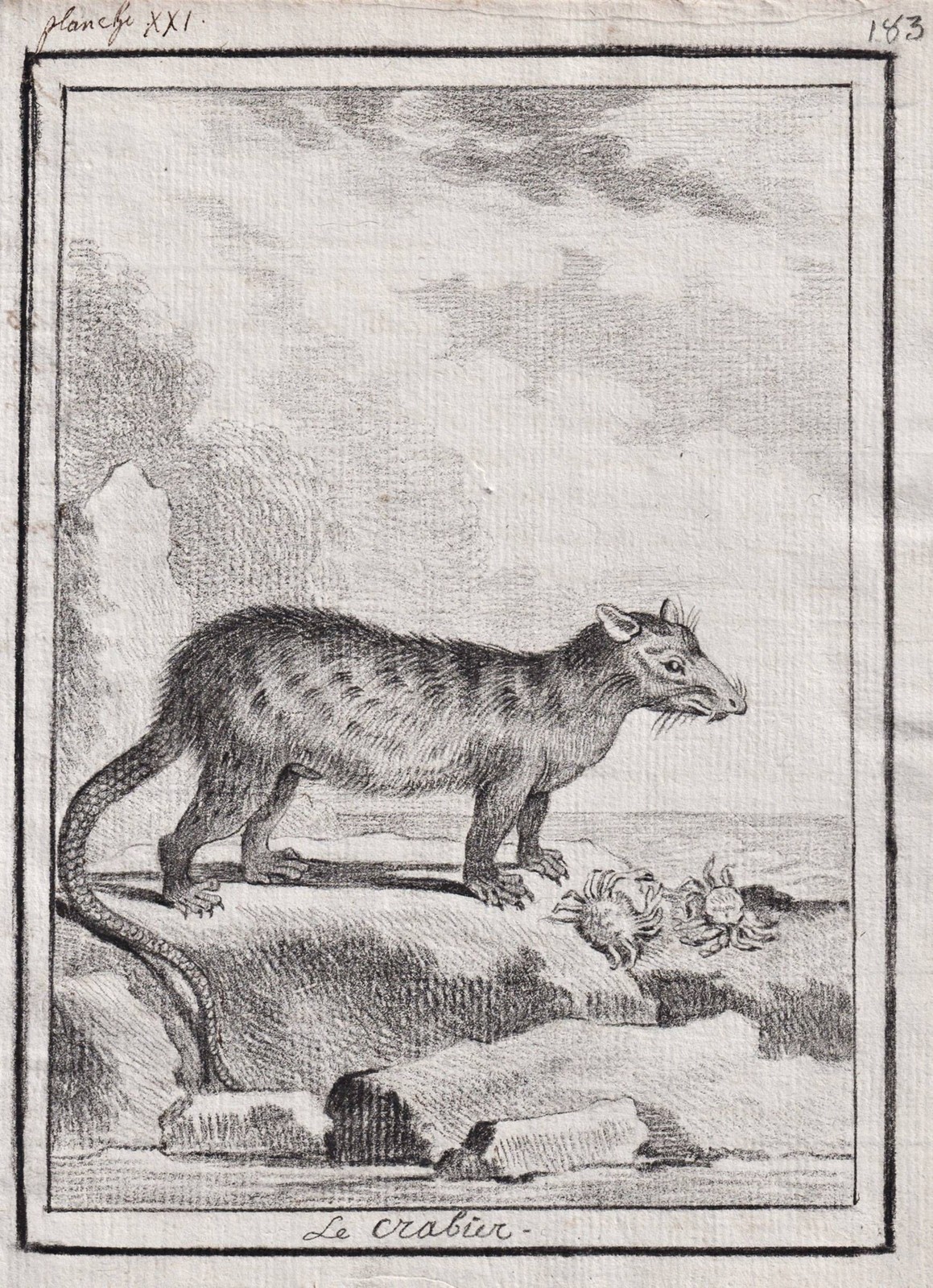Didelphis Cancrivora Opossum Drawing 1780