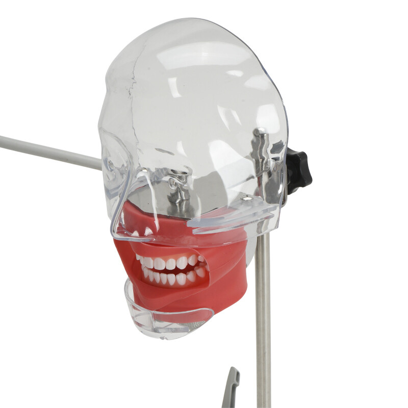 Dental Phantom Head w/ 32 Typodont Teeth Model Typodont Mount Fixed on Table