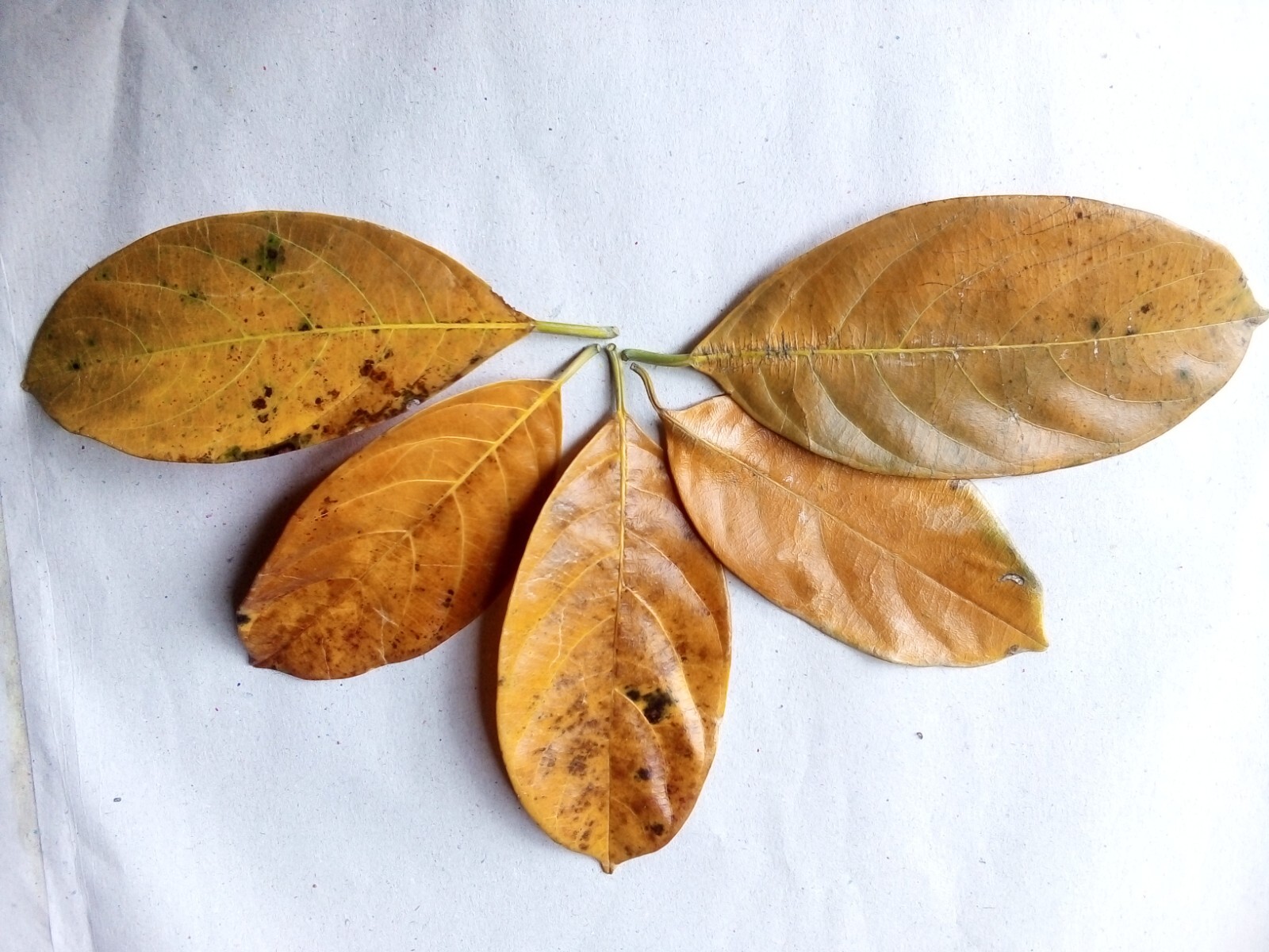 Natural Ceylon Dried Jack Fruit Organic bio Shrimp Aquarium Leaves 50pcs