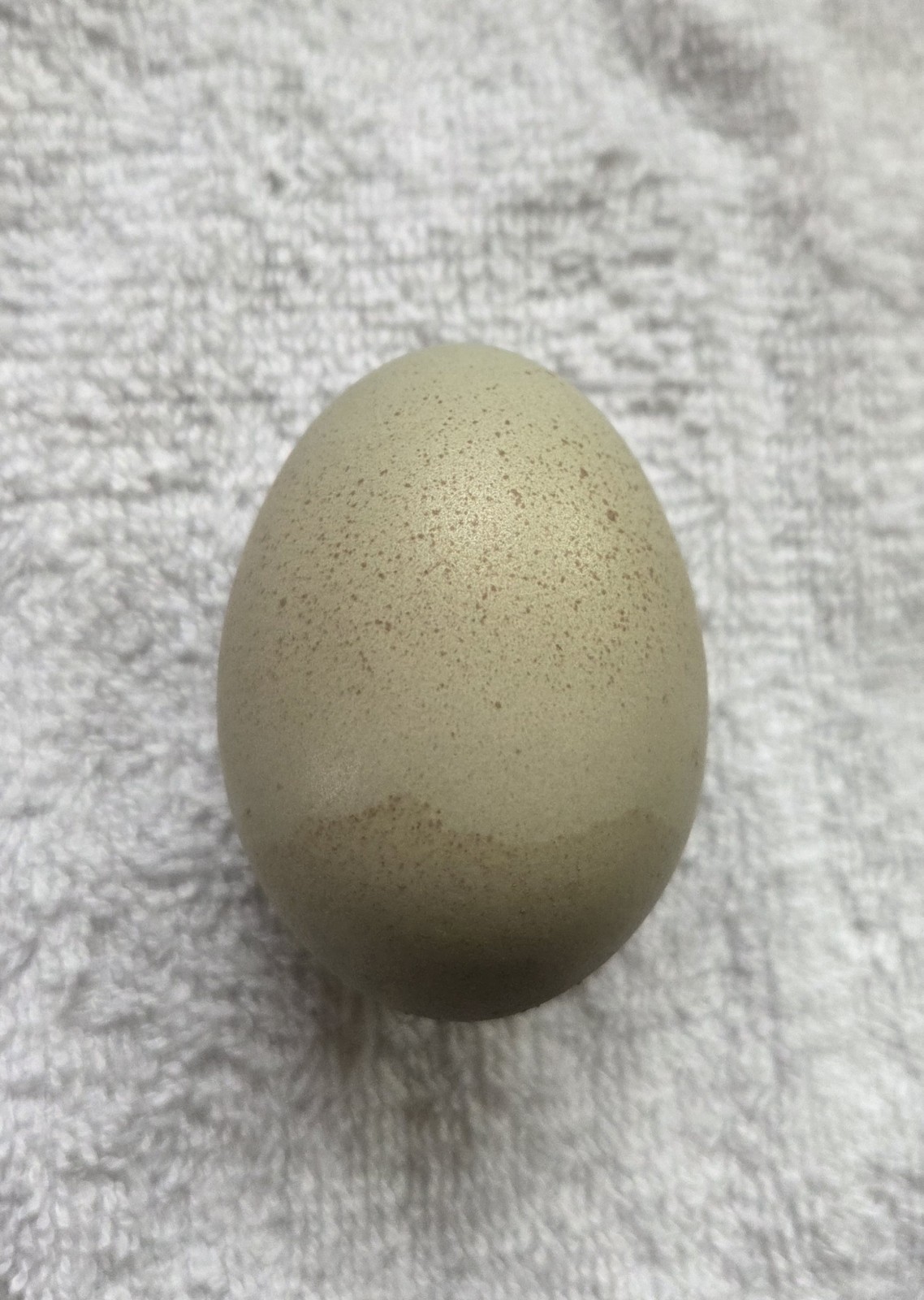 GORGEOUS PINK & OLIVE/MOSS GALAXY pattern! Hatching Eggs. Fresh & Fertile